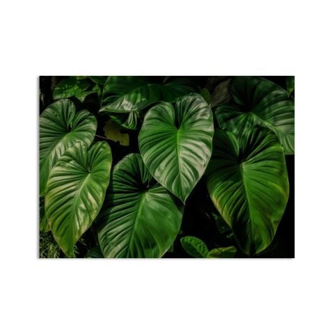 Leafs of Denpasar