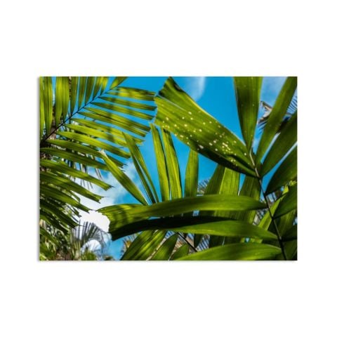 Leafs of Canggu